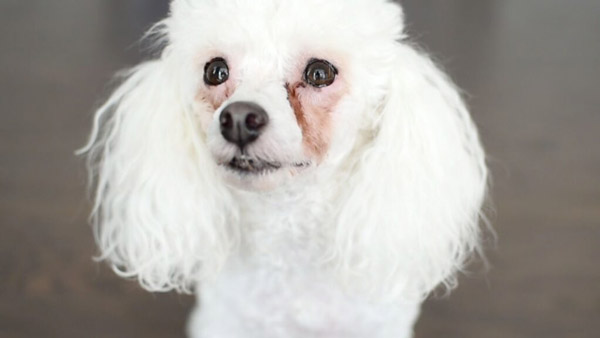 Trị Chảy Nước Mắt Ở Chó Poodle