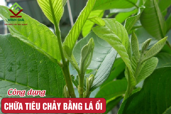 Trị tiêu chảy bằng lá ổi