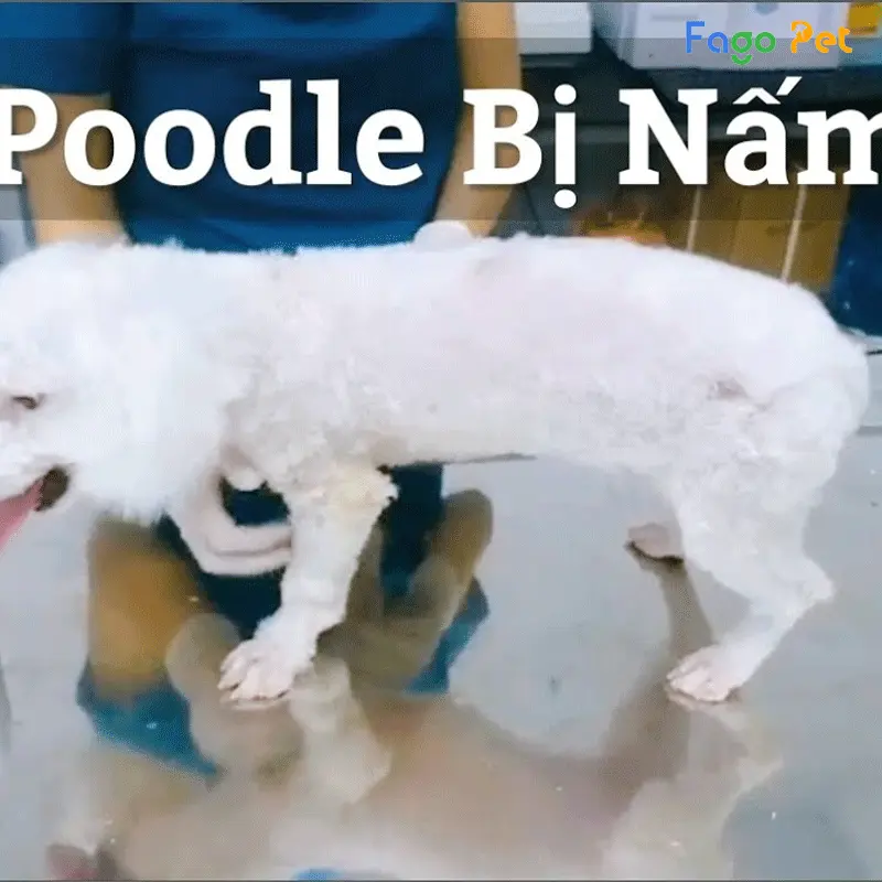 Sữa Tắm Trị Nấm Cho Chó Poodle Gallery 2