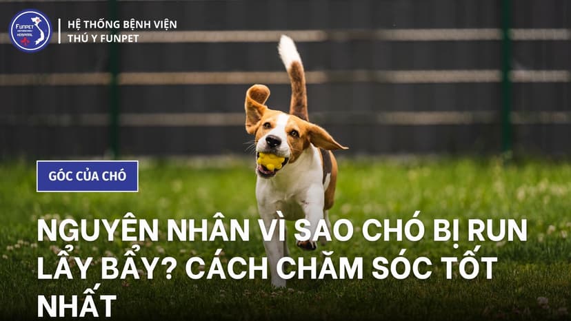 Chó Bị Run Chân: Nguyên Nhân, Triệu Chứng Và Cách Xử Lý Gallery 2