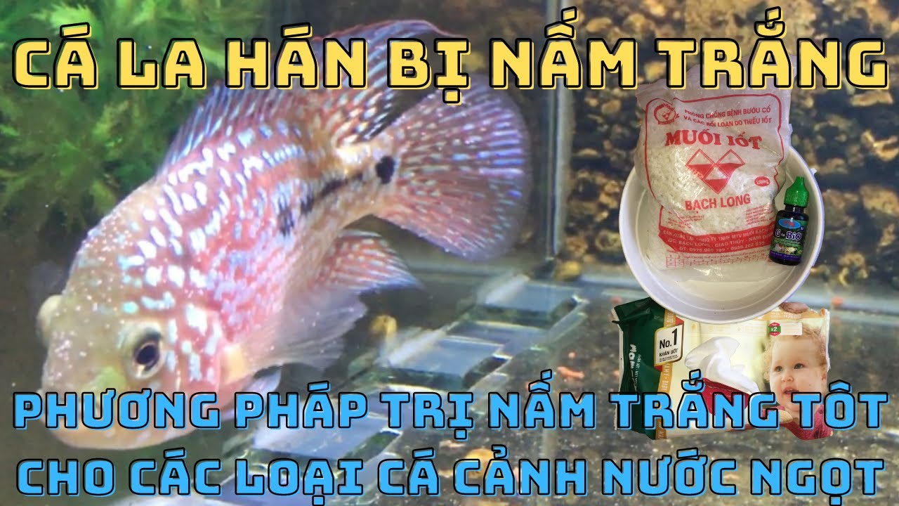 Cá La Hán Bị Nấm Trắng: Nguyên Nhân, Triệu Chứng và Cách Điều Trị Hiệu Quả Gallery 2