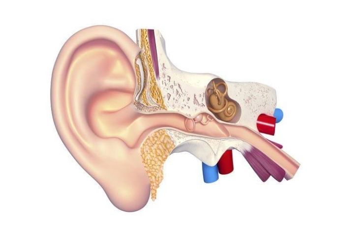 Lỗ Tai Bị Nhức: Nguyên Nhân, Triệu Chứng Và Cách Điều Trị Gallery 2