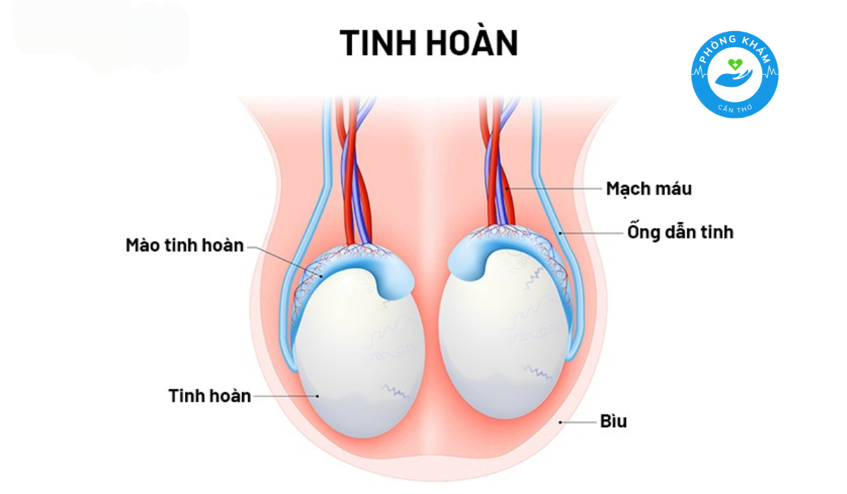 Tinh hoàn xệ 1 bên Gallery 2