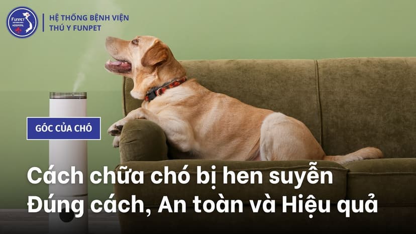 Chó bị hen suyễn: Triệu chứng, nguyên nhân và cách điều trị Gallery 1