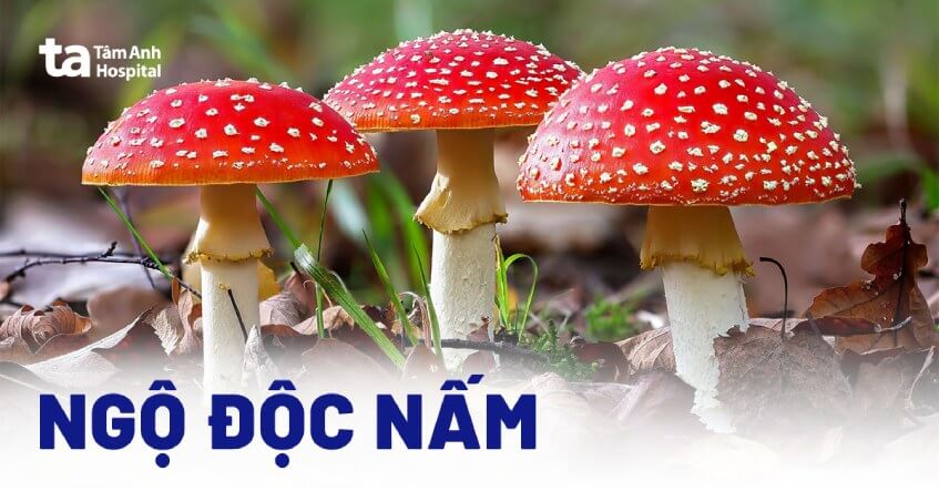 Nấm độc tán xanh Gallery 2