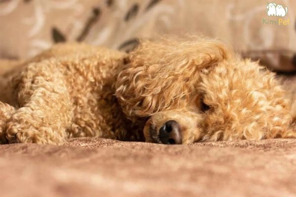 Poodle bị tiêu chảy: Nguyên nhân, triệu chứng và cách điều trị Gallery 2