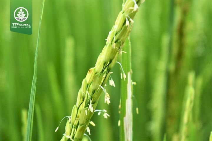 Trổ bông là gì?