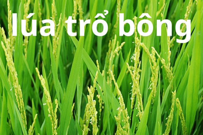 Trỗ Tài Là Gì? Định Nghĩa, Nguồn Gốc Và Cách Sử Dụng