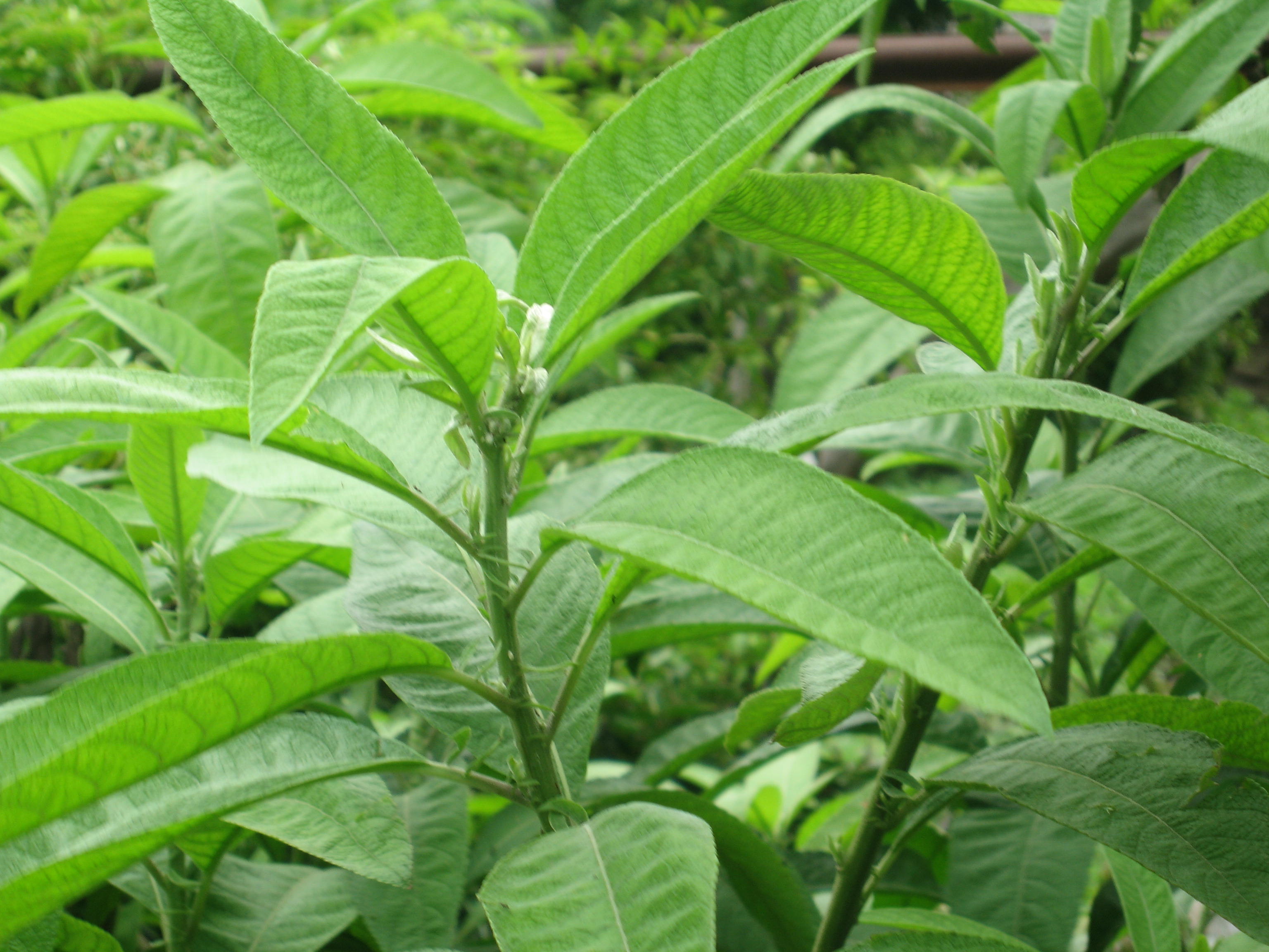 Trời Mưa Ướt Lá Đài Bi