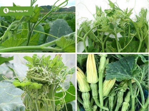 Trồng bí ăn ngọn vào tháng mấy?