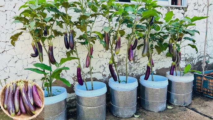 Trồng Cà Tím Trong Chậu