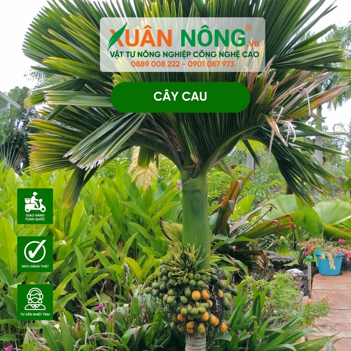 Trồng Cau Lấy Quả: Hướng Dẫn Chi Tiết Từ A Đến Z