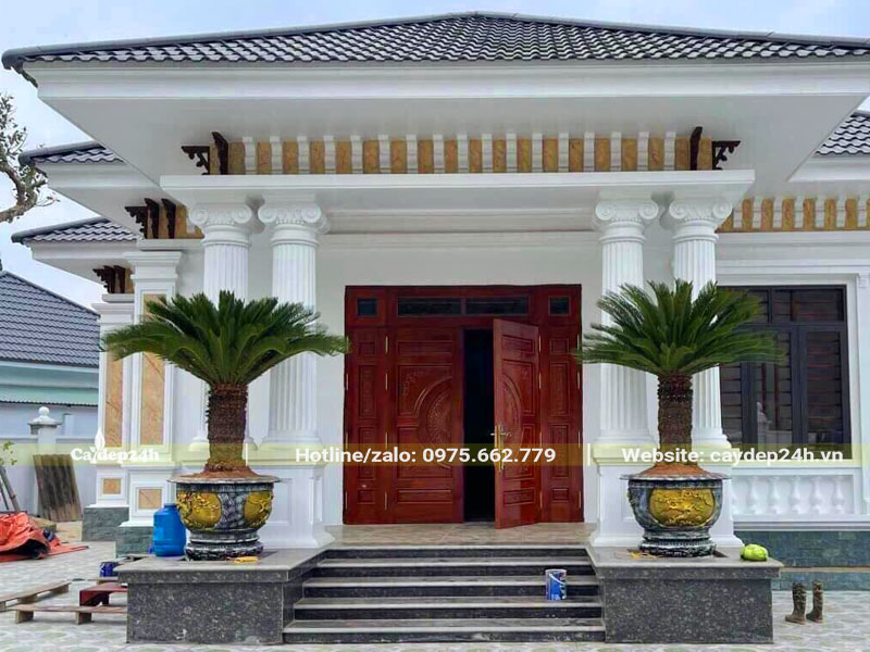 Trồng cây vạn tuế trước nhà: Ý nghĩa, phong thủy và cách trồng