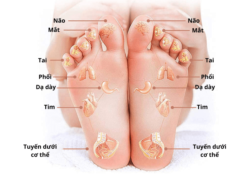 Trong Chân Là Gì? Giải Đáp Chi Tiết