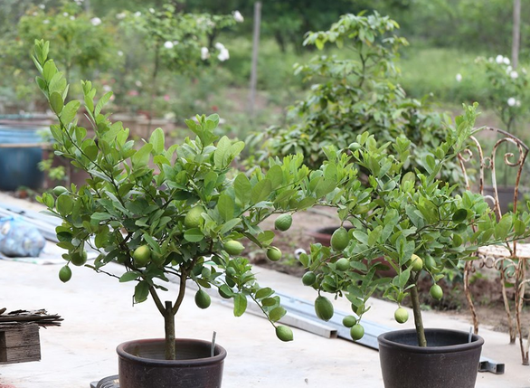 Trồng Chanh Trong Chậu Ra Quả: Hướng Dẫn Chi Tiết Từ A-Z