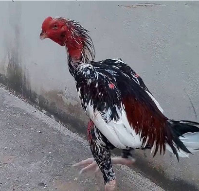 Trống Chọi: Nguồn Gốc, Đặc Điểm và Ý Nghĩa