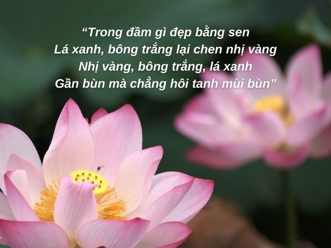 Trong đầm gì đẹp bằng sen