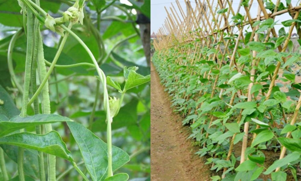 Trồng Đậu Đũa Vào Tháng Mấy?