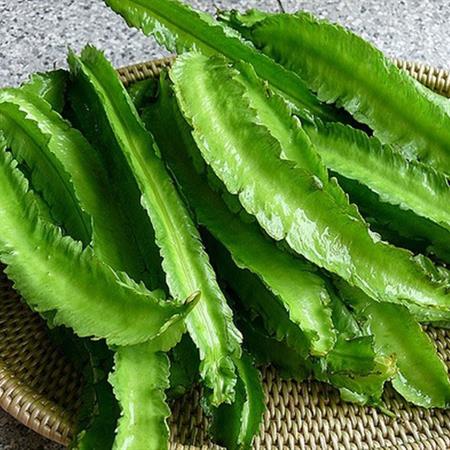 Trồng đậu rồng vào tháng nào?