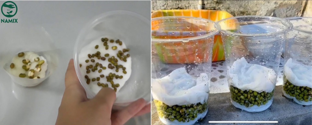 Trồng Đậu Xanh Bằng Bông Gòn