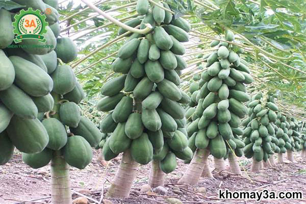 Trồng đu đủ bao lâu có trái?