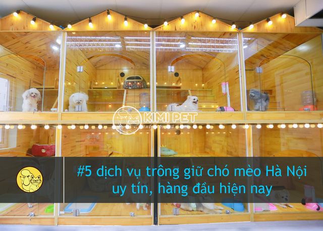 Trông giữ chó mèo Hà Nội - Dịch vụ uy tín, chất lượng