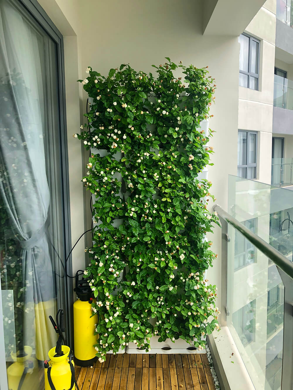 Trồng hoa nhài trước nhà có tốt không?