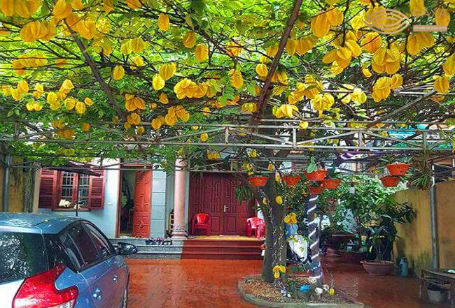 Trồng Khế Trước Nhà: Phong Thủy, Ý Nghĩa Và Cách Trồng