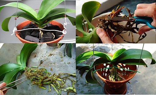 Cách Trồng Lại Lan Hồ Điệp Sau Tết Gallery 2