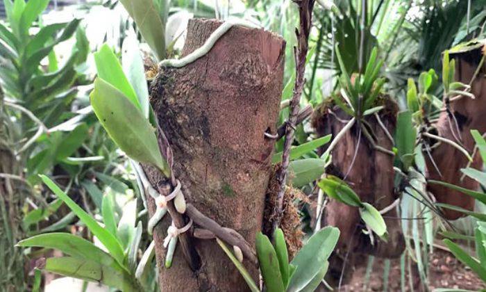 Trồng Lan Trên Thân Cây Khô