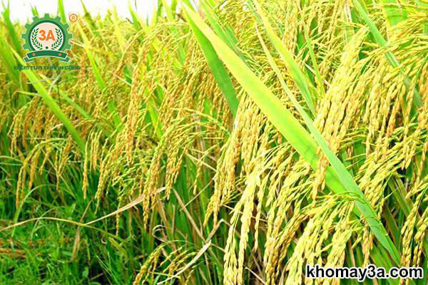 Trồng Lúa Mấy Tháng Thu Hoạch?