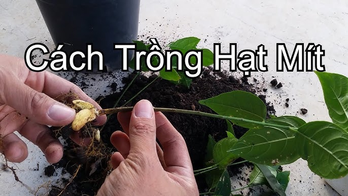 Trồng Mít Bằng Hạt: Hướng Dẫn Chi Tiết Từ A Đến Z