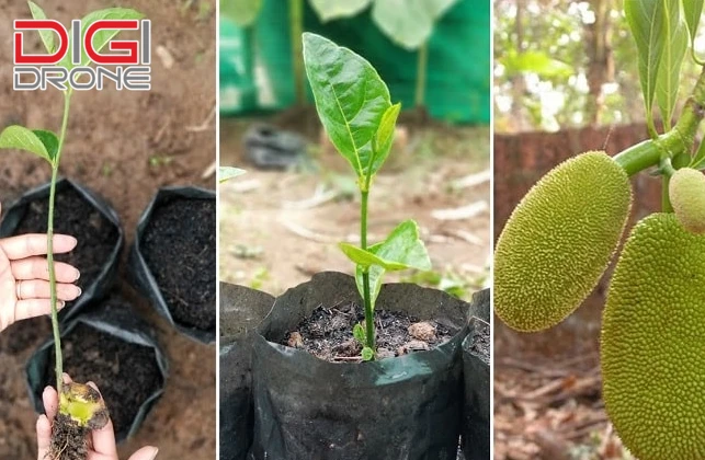 Trồng mít bằng hạt bao lâu có quả?