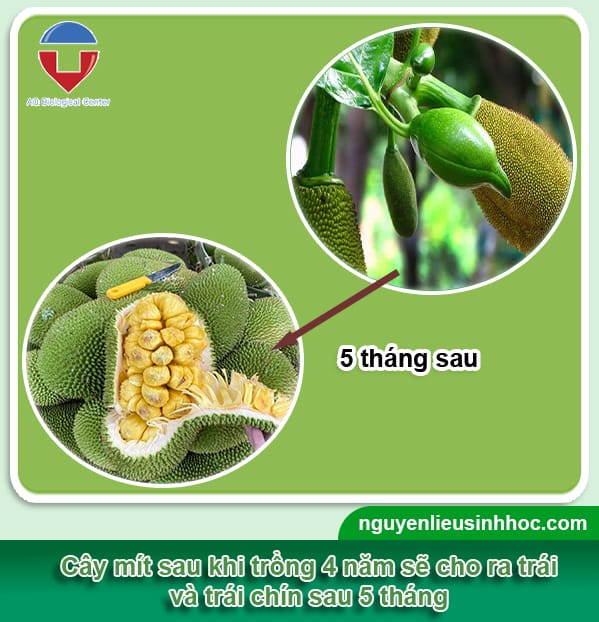 Trồng mít bằng hạt bao lâu có quả? Gallery 2