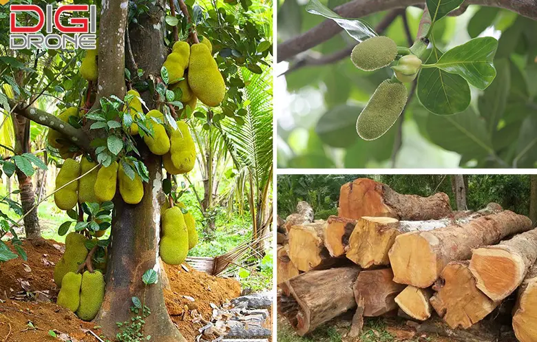 Trồng mít lấy gỗ: Hướng dẫn chi tiết từ A đến Z
