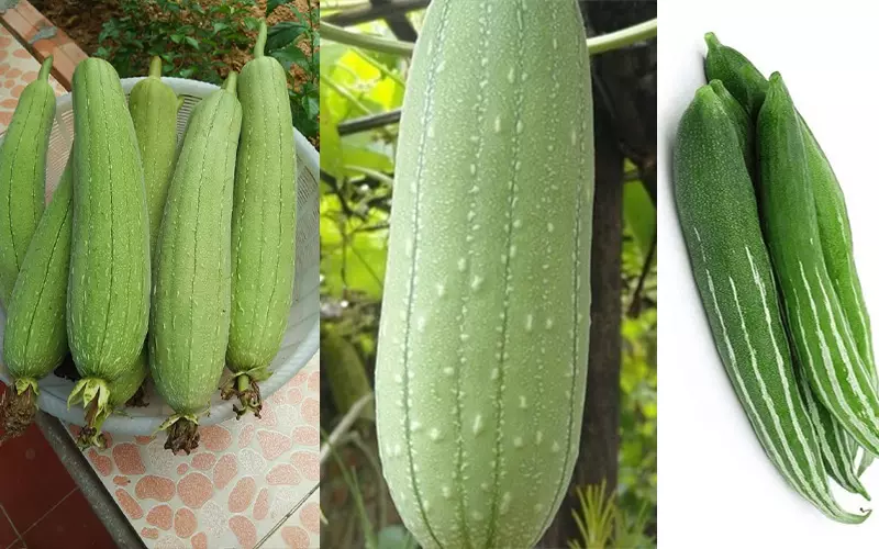 Trồng mướp vào tháng mấy?