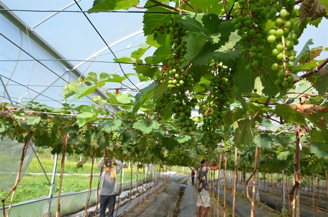 Trồng nho ở miền Bắc: Khí hậu, giống nho và kỹ thuật chăm sóc