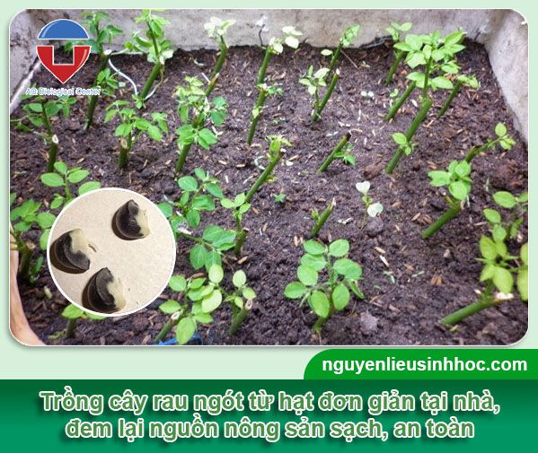 Trồng Rau Ngót Bằng Hạt