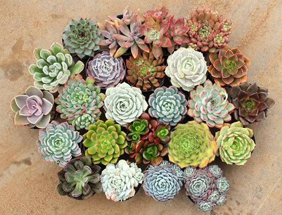 Trồng Sen Đá Bao Lâu Thì Lớn? Gallery 2