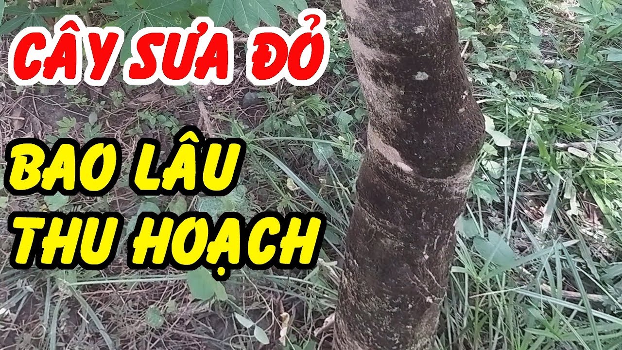 Trồng Sưa Đỏ Bao Nhiêu Năm Thu Hoạch?