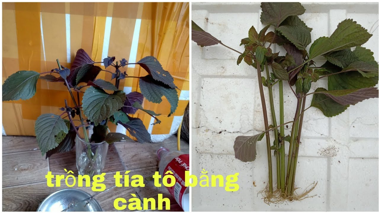 Trồng Tía Tô Bằng Cành: Hướng Dẫn Chi Tiết Từ A Đến Z