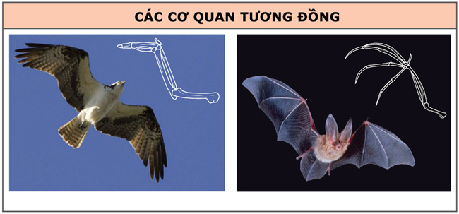 Trong tiến hóa, các cơ quan tương tự có ý nghĩa phản ánh gì?