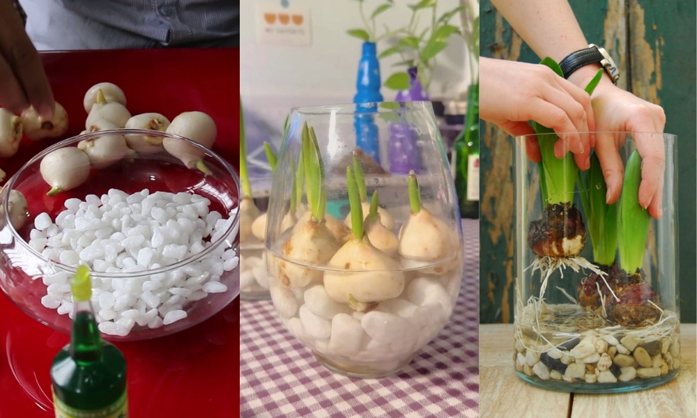 Trồng Tulip Thủy Canh: Hướng dẫn chi tiết từ A đến Z
