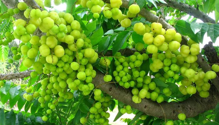 Cây Chùm Ruột Thái: Đặc Điểm, Trồng Trọt Và Chăm Sóc Gallery 2