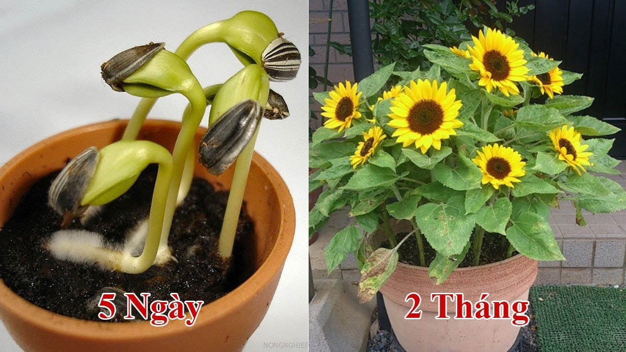 Cây Hướng Dương Con Gallery 1