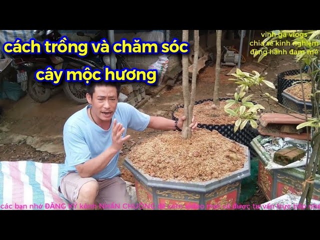 Cách Trồng và Chăm Sóc Cây Mộc Hương Gallery 2