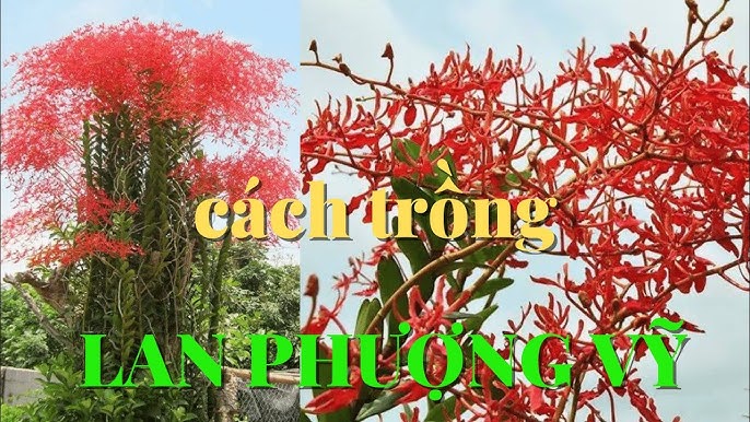 Cách Trồng Lan Phượng Vĩ Gallery 2