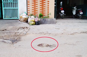 Chuột bị xe cắn chết đánh con gì? Gallery 2