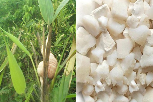 Trục Hoàng là gì? Ý nghĩa và ứng dụng của Trục Hoàng