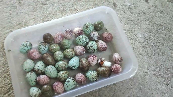 Trứng Chào Mào Bông: Hướng Dẫn Chăm Sóc và Nuôi Dưỡng